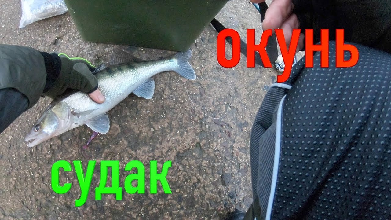 Liepoja perch starkis Zander судак окунь Latvia Street fishing СТРИТФИШИНГ Лиепая