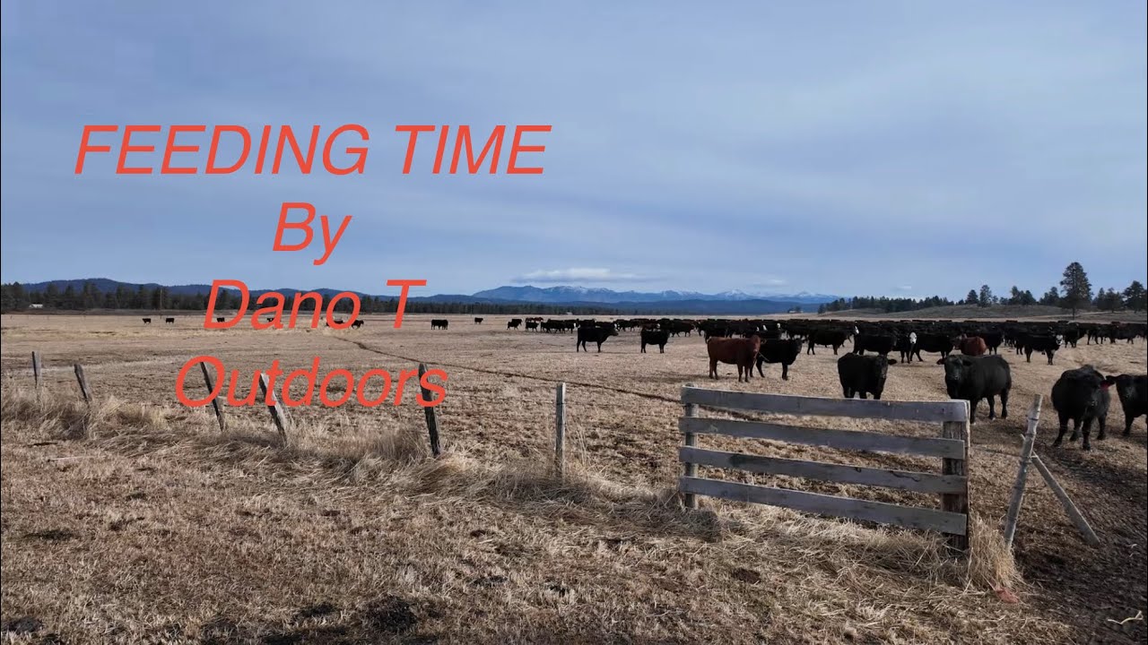 Feeding 600+ Cows on Our Ranch: A Day in the Life!#cow #cattle #ranching #farming #agriculture 