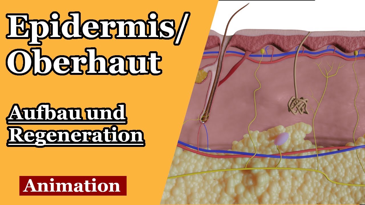 Oberhaut/Epidermis - Regeneration und Aufbau