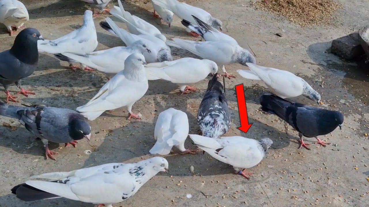Aaj Dopahar me Kisi Aur Ka Kabutar Chhat Par Akar Baitha