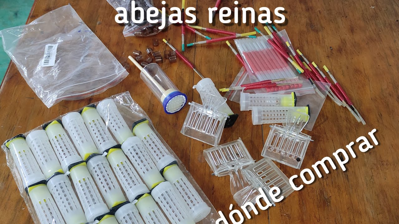 abeja reina kit apicultura