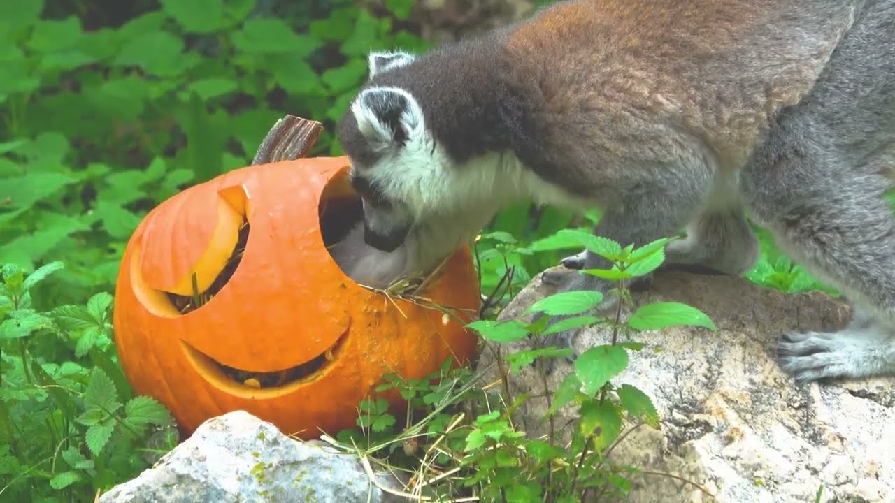 Al via il Family Halloween al parco Natura Viva