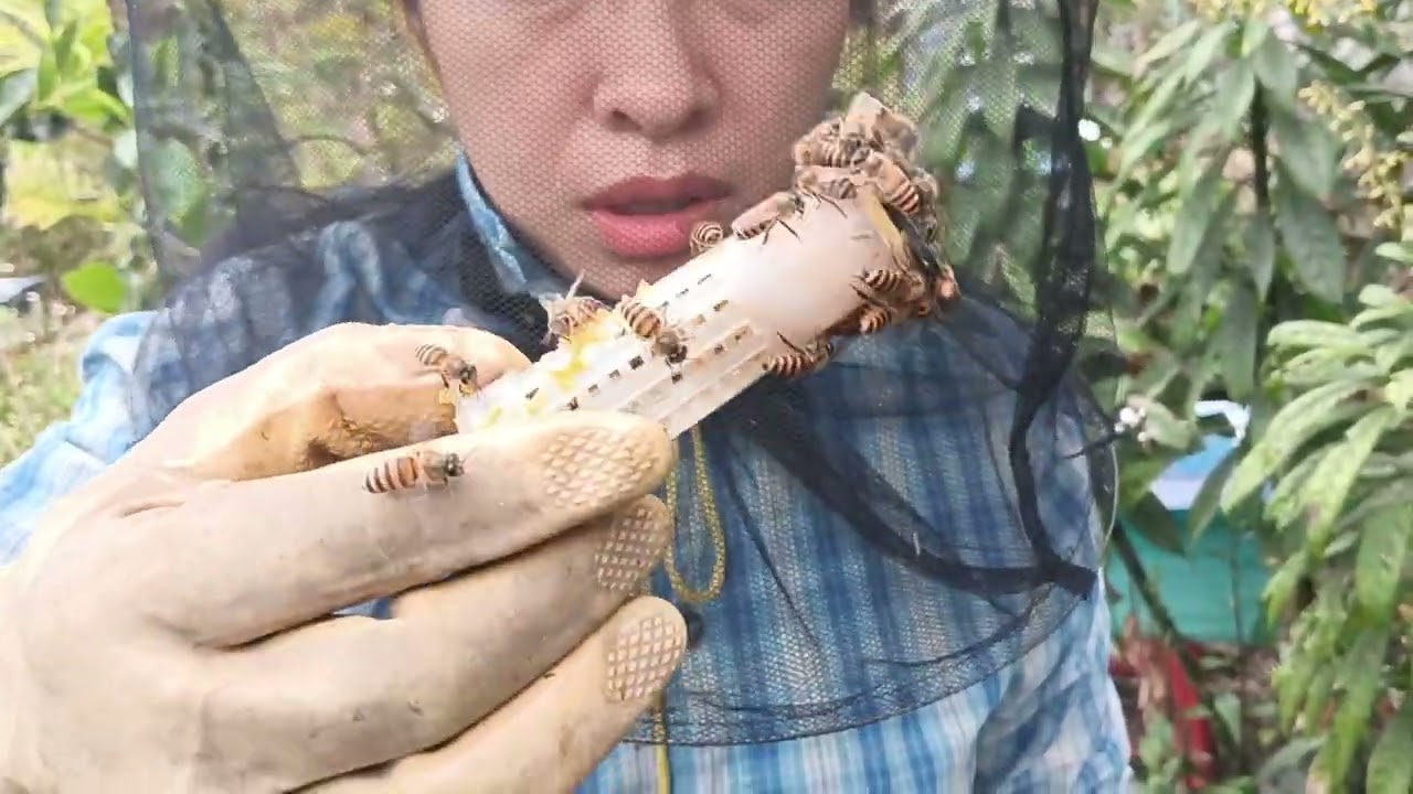  3 Cách phòng chống ong chia đàn tự nhiên hiệu quả . 0399420688