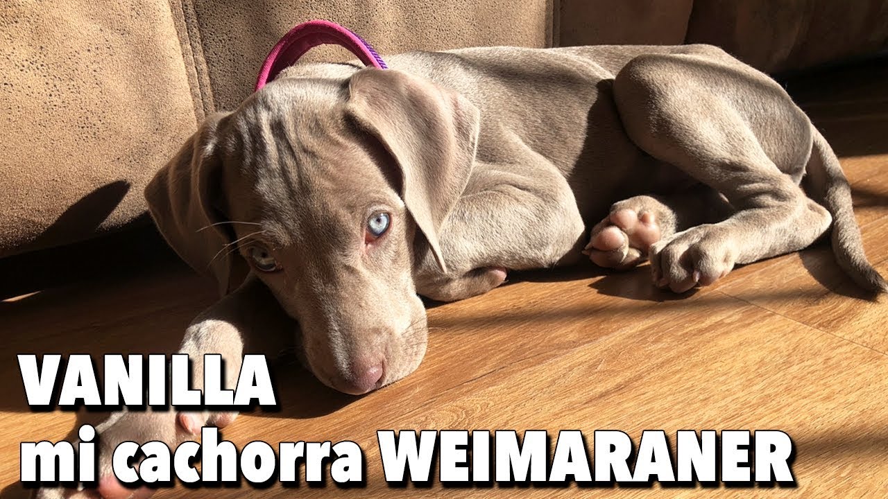 Vanilla, cachorra Weimaraner 1 mes y 3 semanas