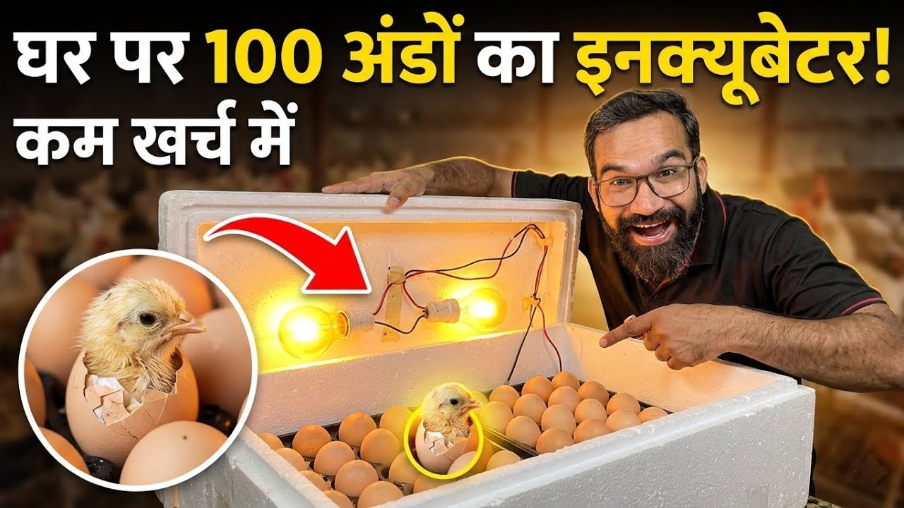 100 capacity Manual and automatic egg incubator details #incubator #engineer_poultry #eggrotation