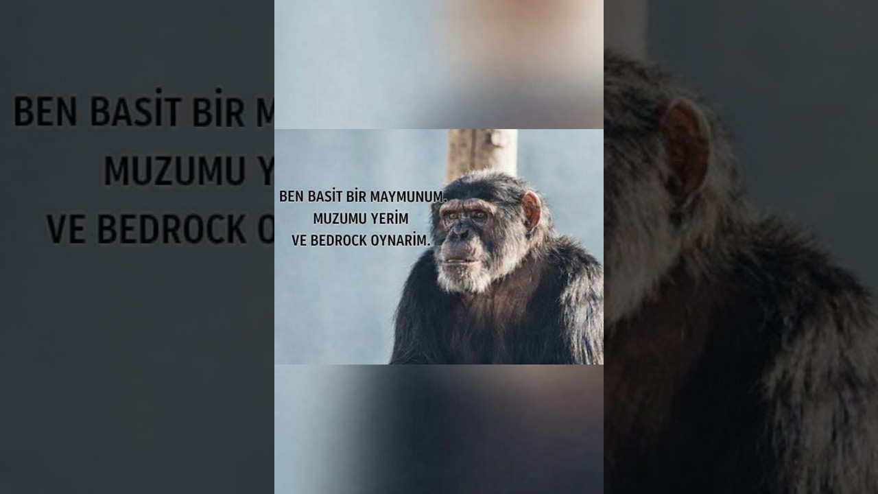 ELİTE[4.2] VS PALEGRİN[6.2] BİLMEM KAÇINCI FİGHT