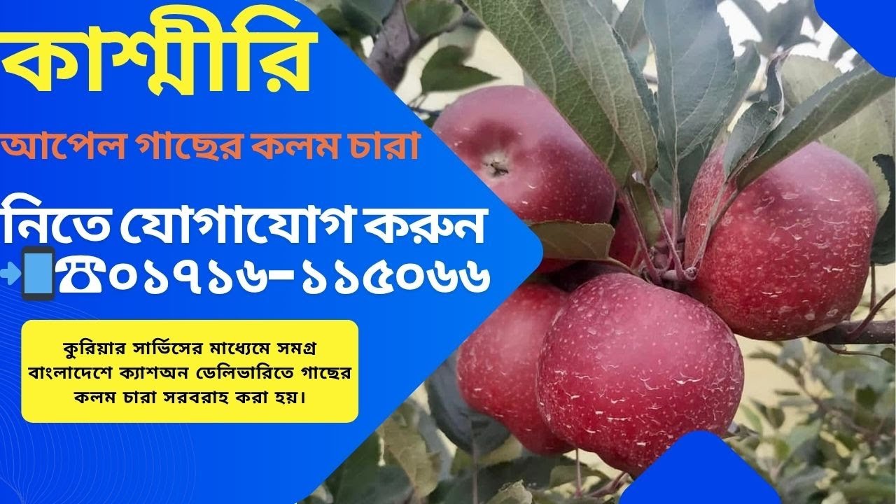 কাশ্মীরি আপেল গাছের কলম চারা || Kasmeri Apple Tree