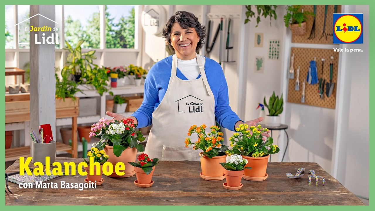 Cómo cuidar tu Kalanchoe 🪴 | El Jardín de Lidl | Lidl España