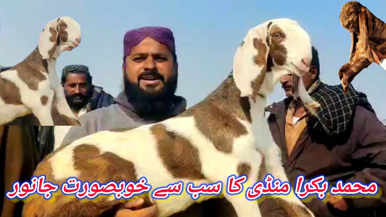 محمد پور بکرا. منڈی کا سب سے خوبصورت جانور ٹاپ کوالٹی ابلک گلابی بکروں کی بڑی منڈی 03321400186.