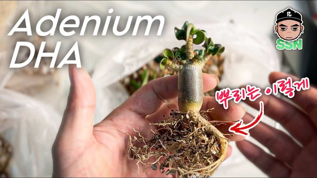 Adenium DHA 분갈이 하는 법 / 분갈이 꿀팁 / 아데니움 키우기 ROOTS CUTTING REPOTTING Tips / How To Repot / CAUDEX PLANT