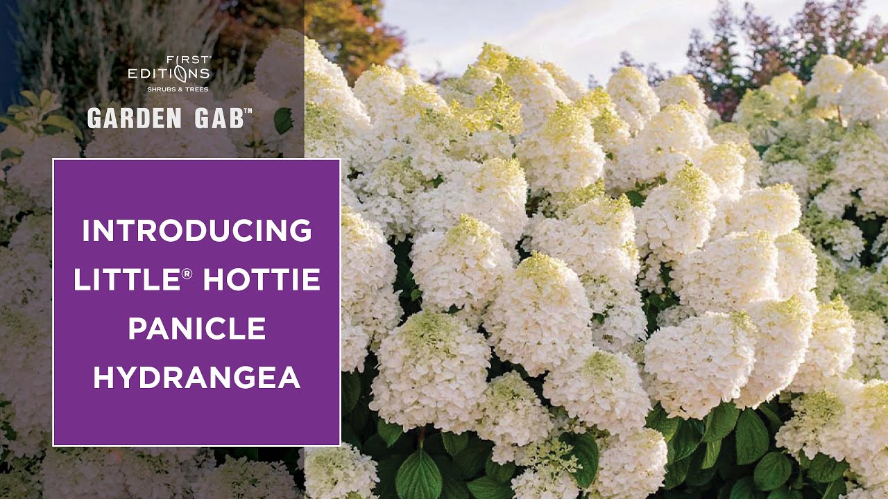 Introducing Little Hottie&reg; Panicle Hydrangea