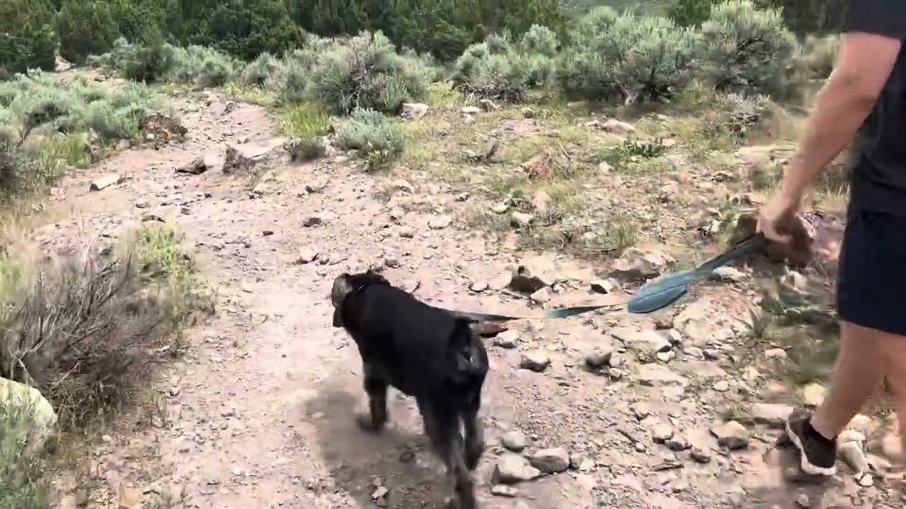 Cash the Standard Schnauzer goes on a hike