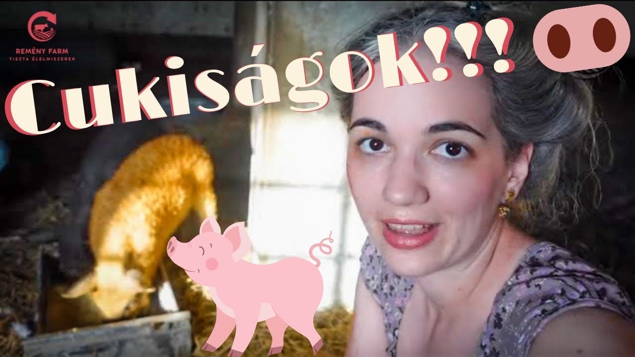 Mangalica malacok és új csirke ólak 2021 - Farm update VLOG E06
