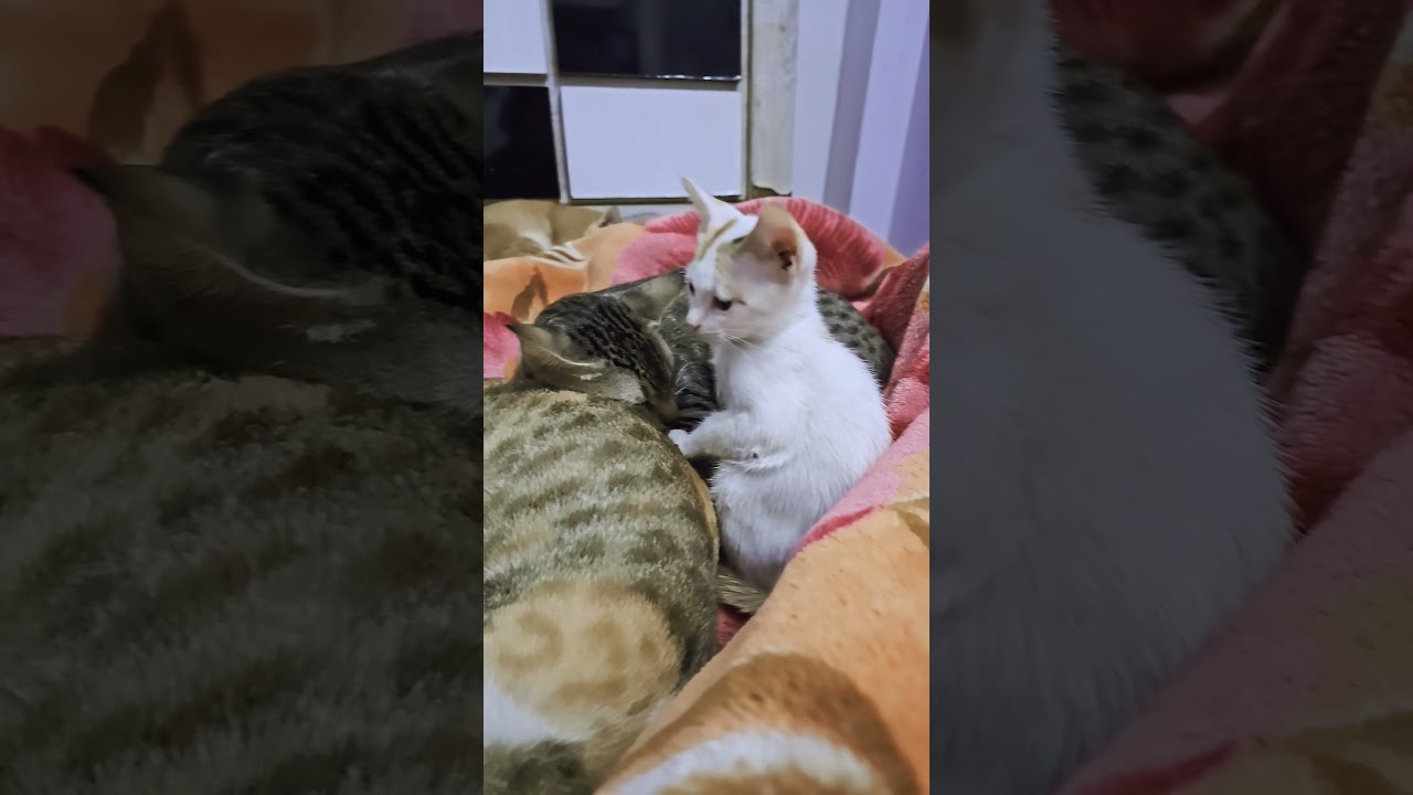 #animal