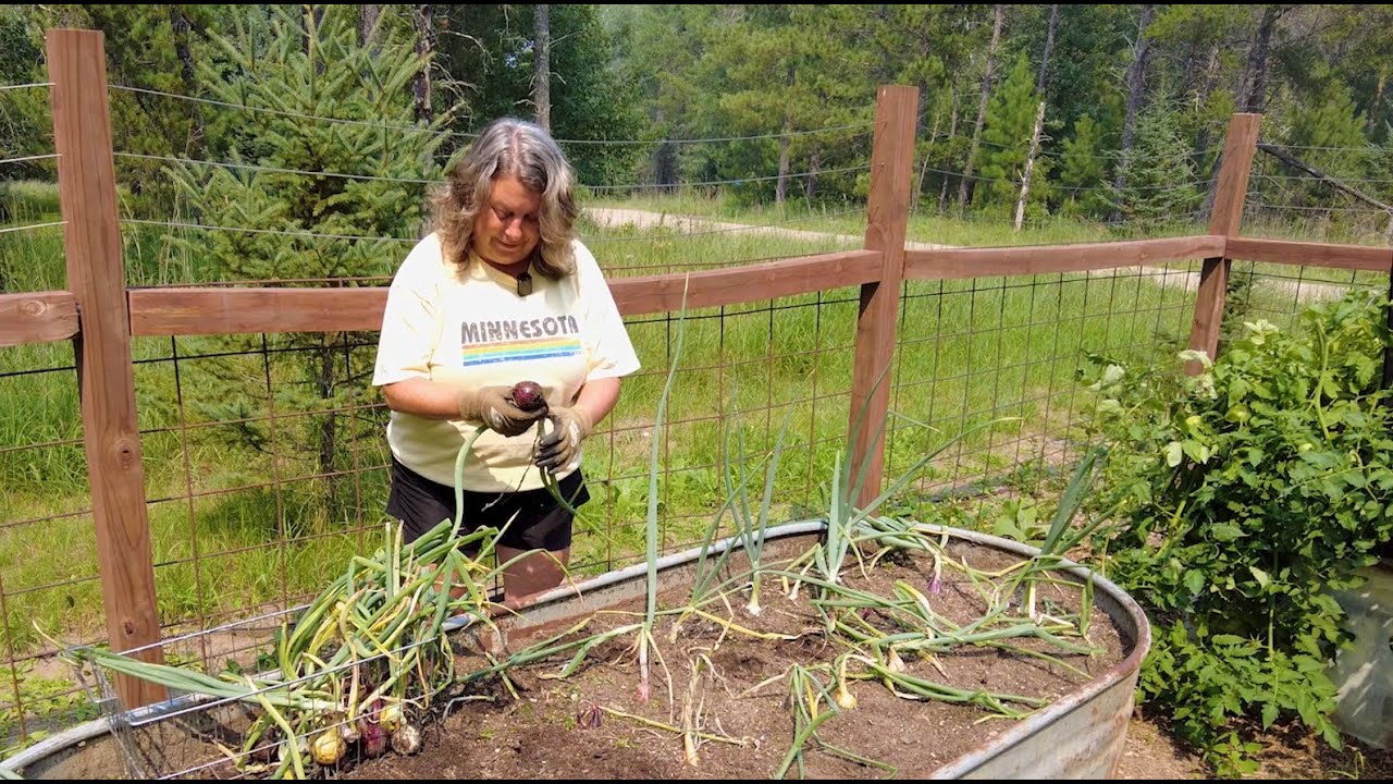 How to Harvest and Cure Onions for Long-Term Storage | Gardening Tips