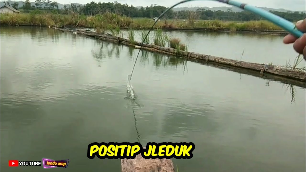 Joranku di bikin bergetar‼️mancing umpan lumut di waduk karang kates @londo arap