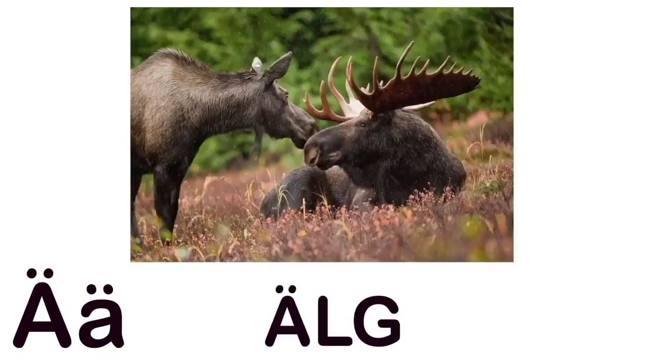 Bokstaven Ä | Lär dig alfabetet och bokstäver | ABC SVENSKA | Barnens ABC