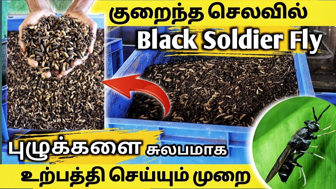 சிறிய முதலீட்டில் Black soldier fly புழுக்களை வளர்க்கலாம் | black soldier fly in tamil | BSFl