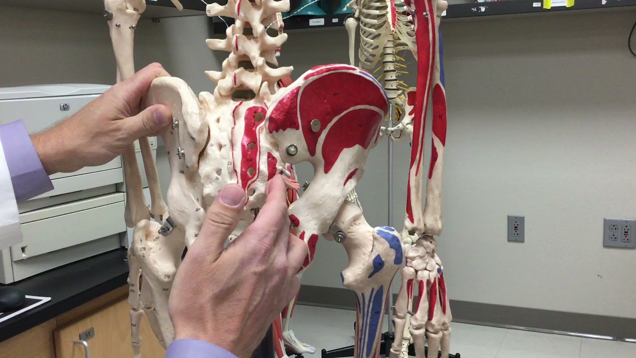 Gluteus Maximus Muscle - Origin, Insertion, & Action