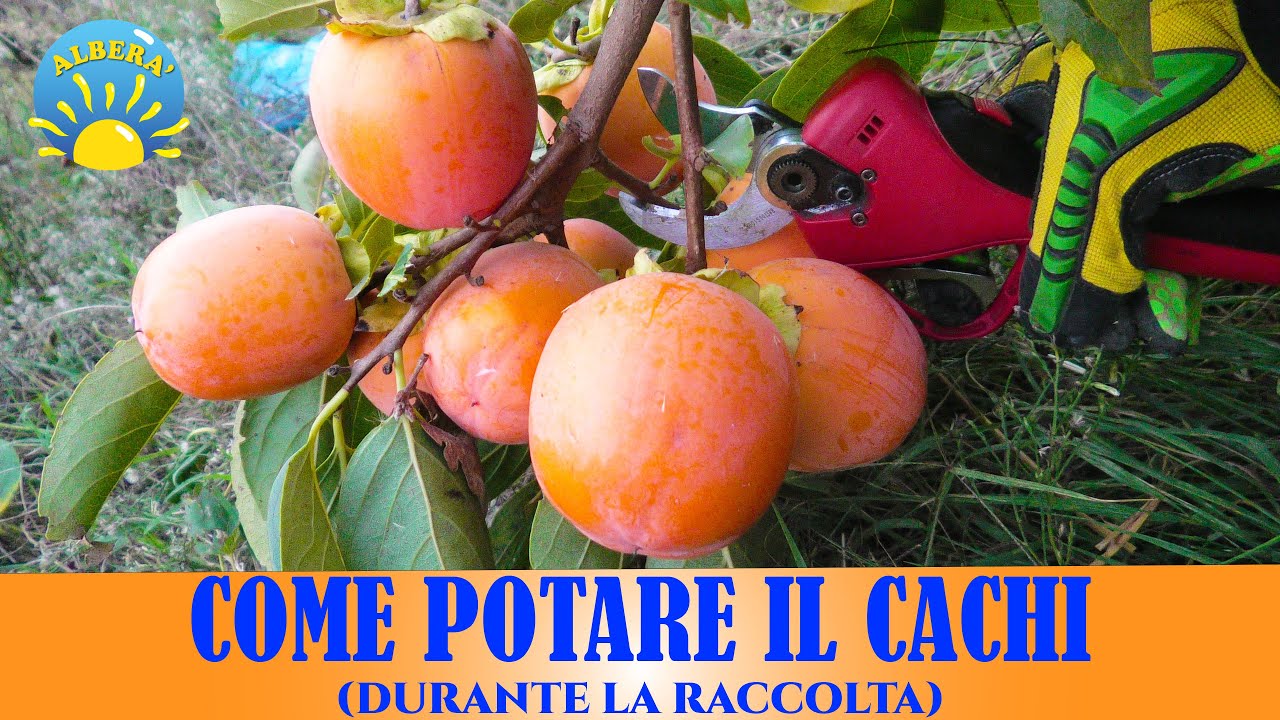 POTARE IL CACHI DURANTE LA RACCOLTA (PARTE DELLA POTATURA DI PRODUZIONE)