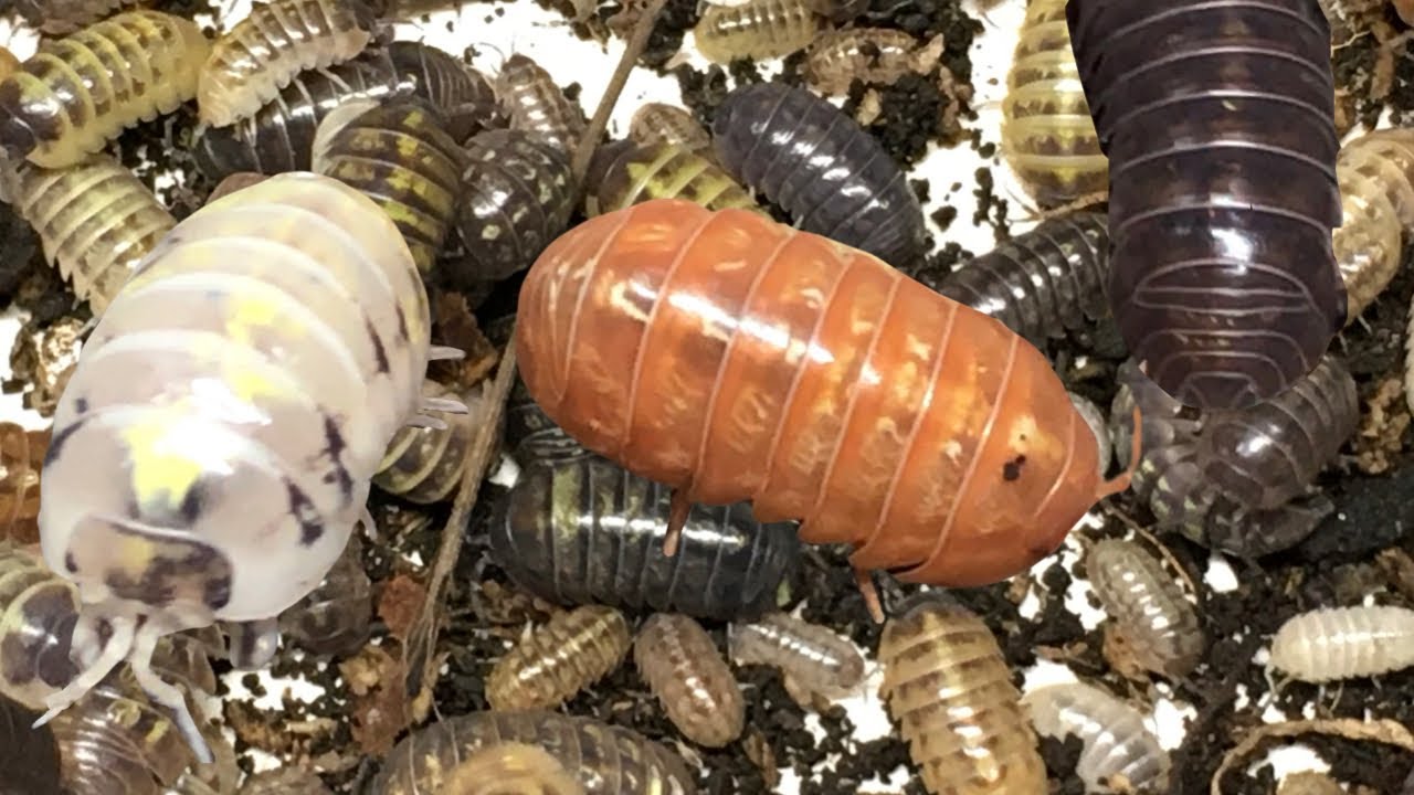 Armadillidium vulgare St. Lucia Isopods: “Forbidden Jelly Beans”