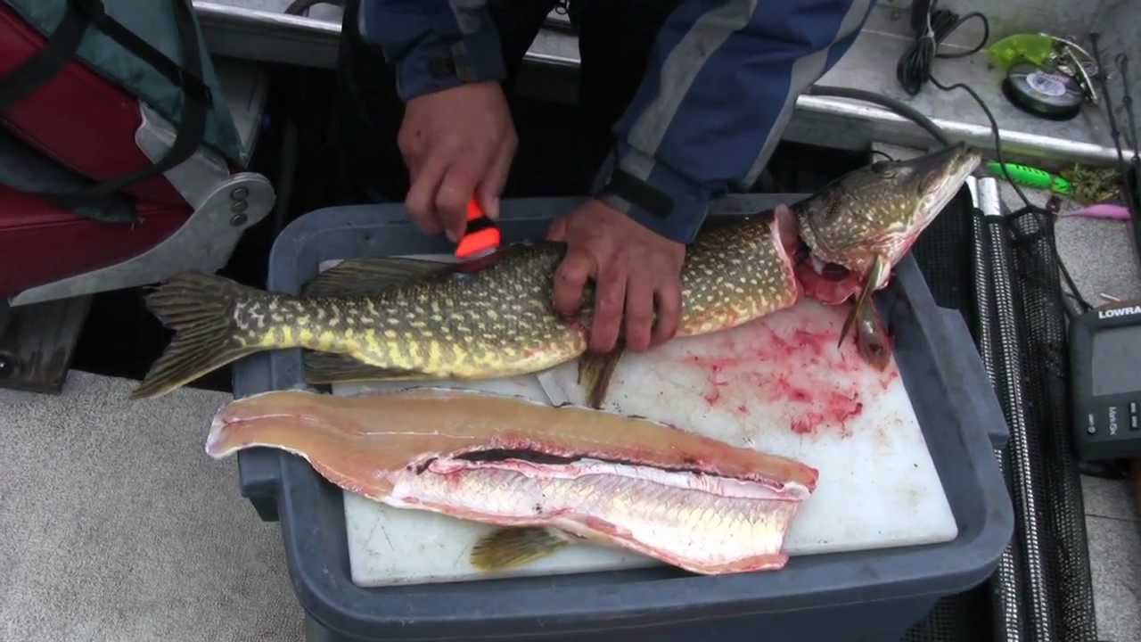 No Bones About It--How to Fillet a Pike