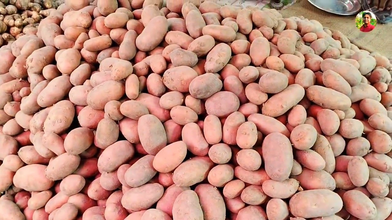 আলু ফাটা পাকরি প্রতি কেজি ৪৫-৫০ টাকা বিক্রি হচ্ছে বগুড়ার ঐতিহ্যবাহী গ্রামীন হাট ঘোড়াধাপ