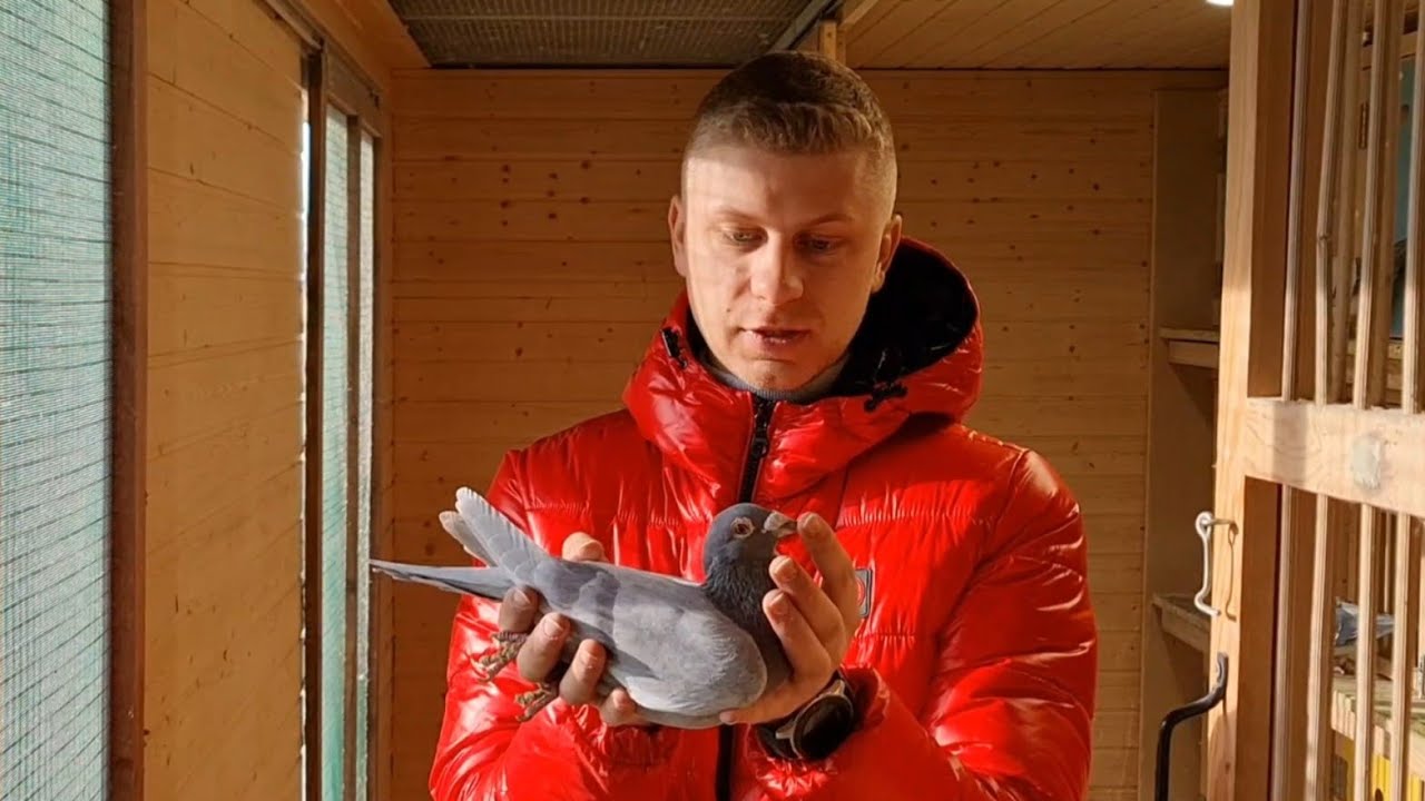 Wiktor Furman - Gołębnik / Propolis / Pyłek pszczeli / BugałaJet 🏆🎉🎊🙋