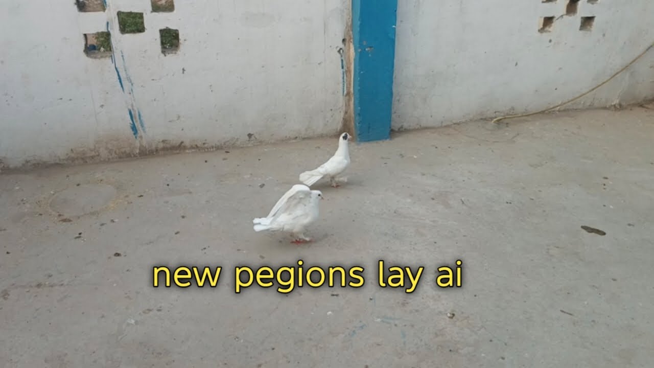 New pigions la ai. Raffaykavillage