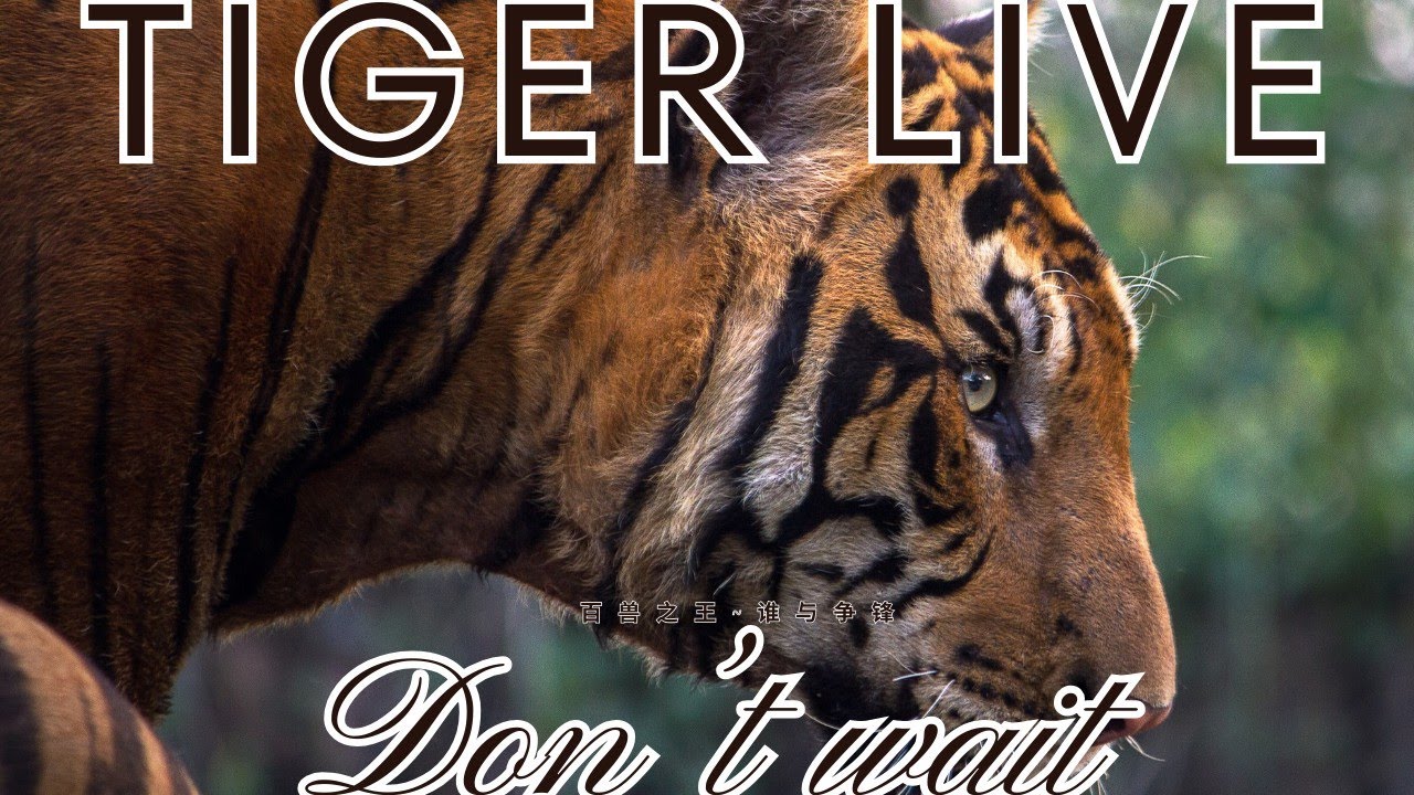 🐯 Tiger Eye Contact Study | Predator's Gaze Analysis 