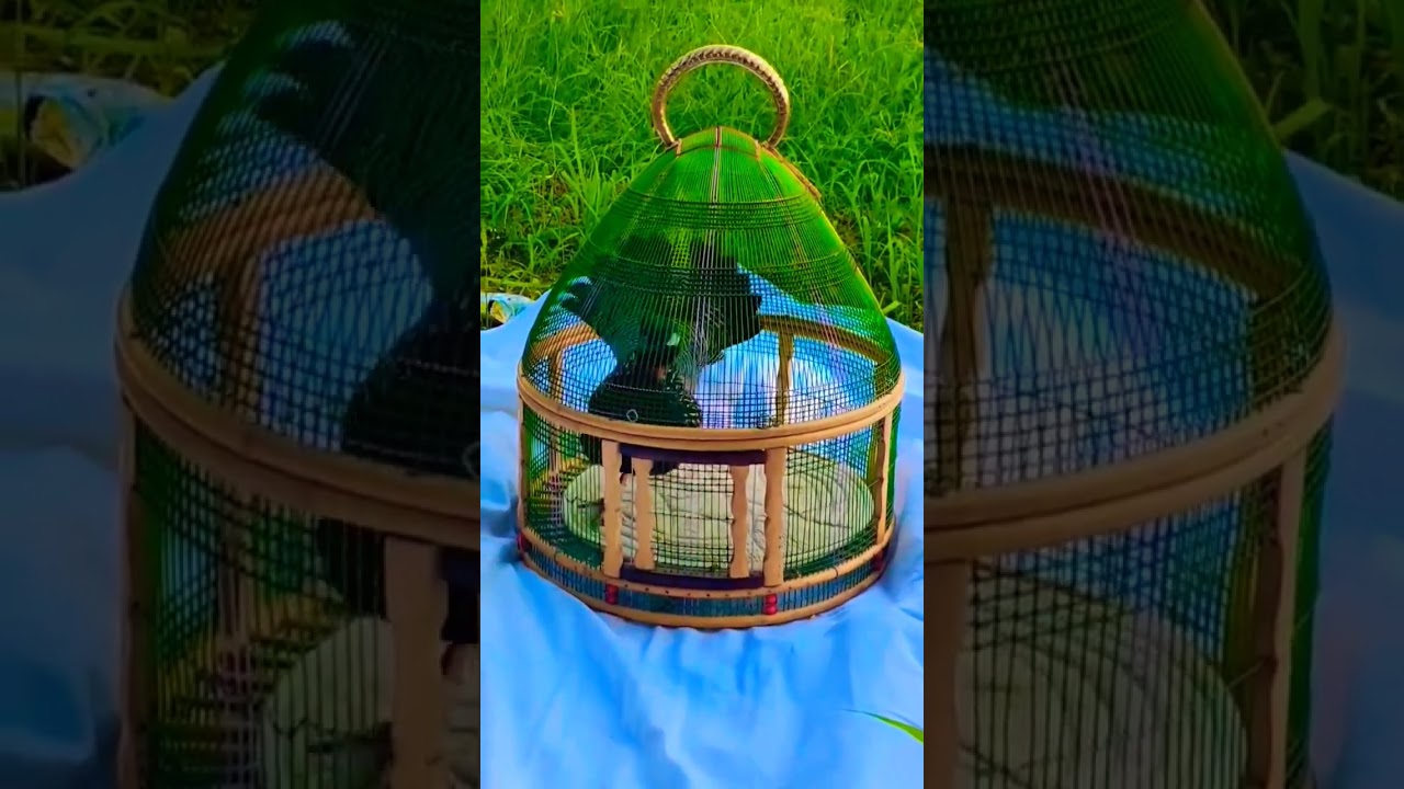 Mastail Kala Teetar for sale #shots #viral #wildlife #birds #foryou #kalateetar