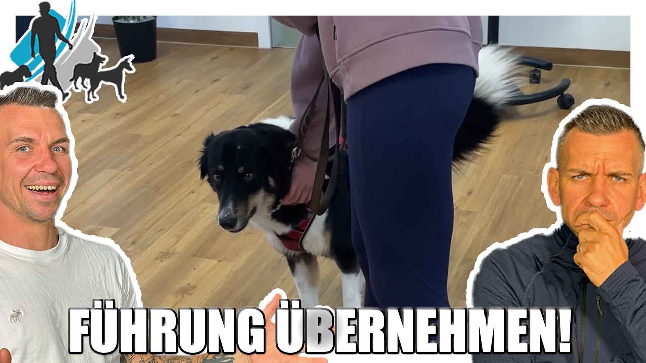 Da MUSST du f&uuml;r deinen Hund &Uuml;BERNEHMEN! | Kundenstimmen und Training #11