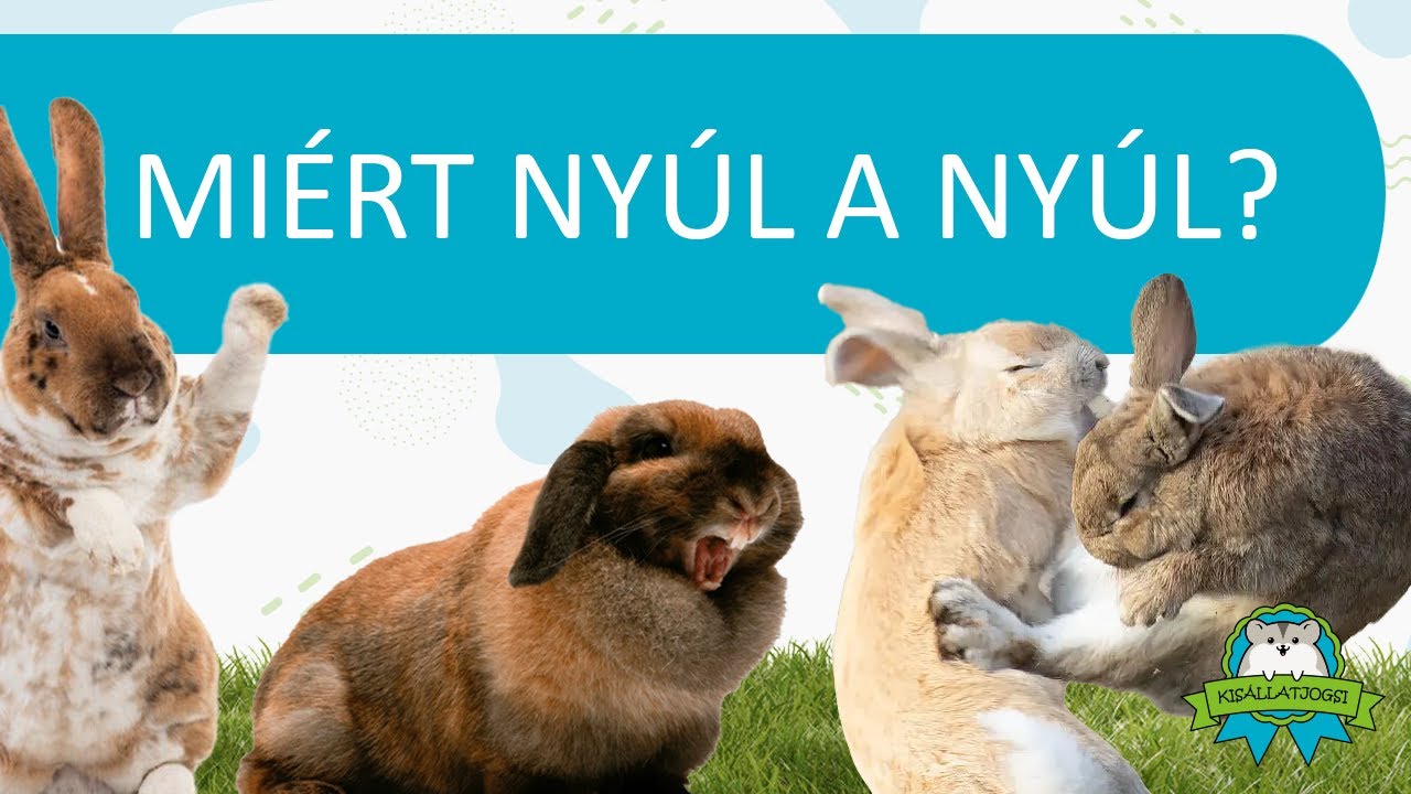 Miért nyúl a nyúl?