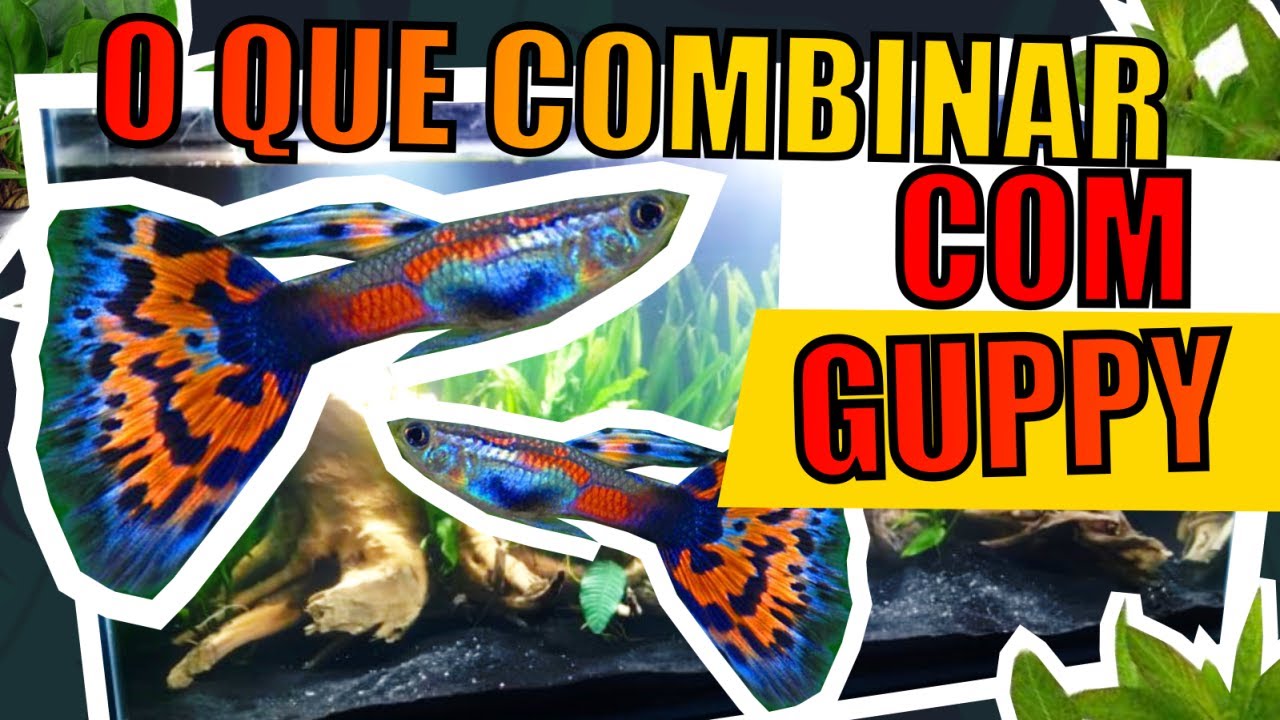 🔴GUPPY/LEBISTE: QUAIS ANIMAIS COLOCAR JUNTOS EM AQUÁRIOS |Mr. Betta|