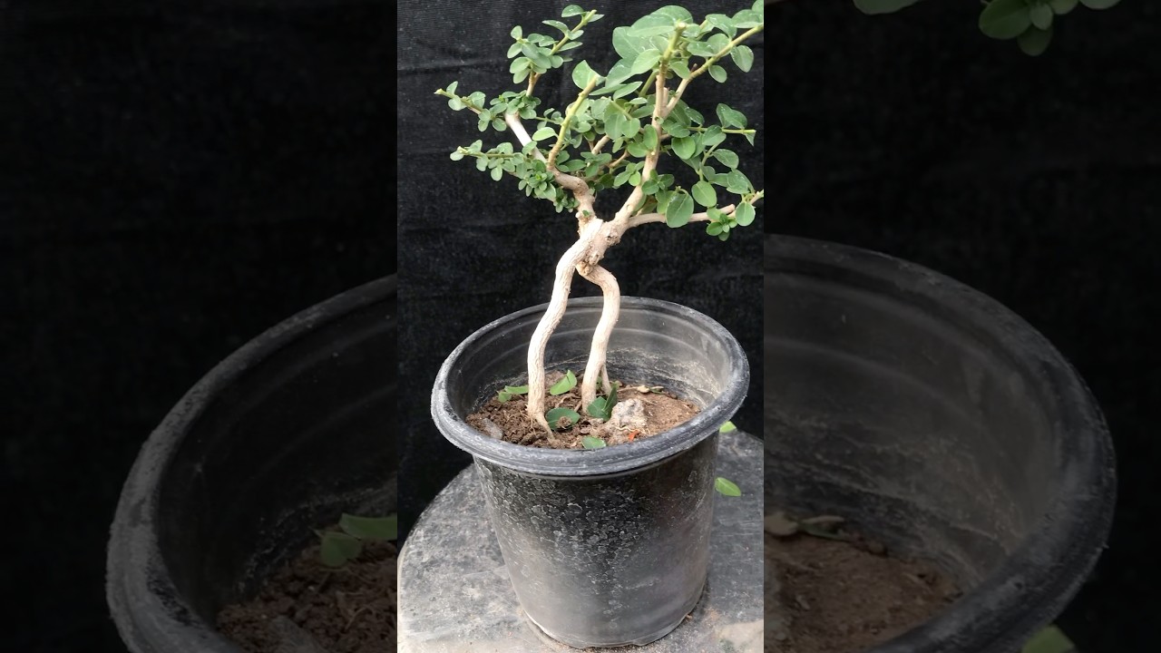 Premna microphilia
