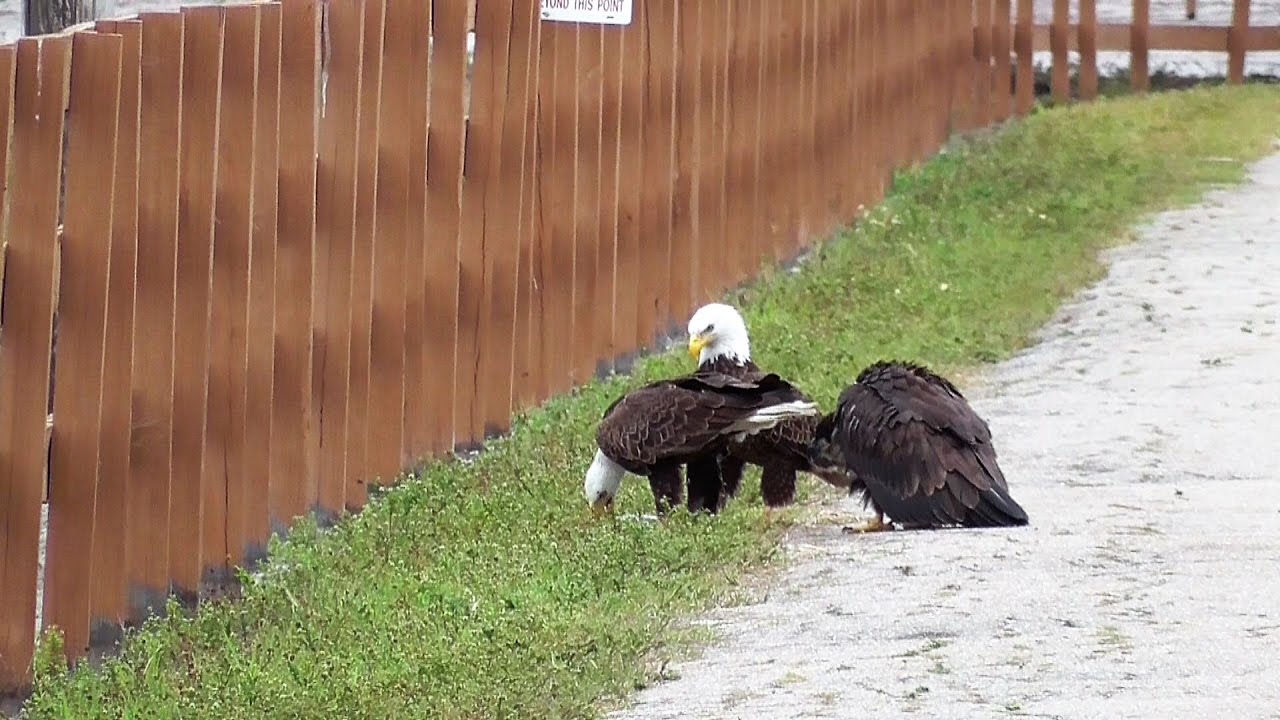 SWFL Eagles_H & M Feed E9 On The Ground~A Walk In The Road & A Light Green Pine Tree 03-14-17
