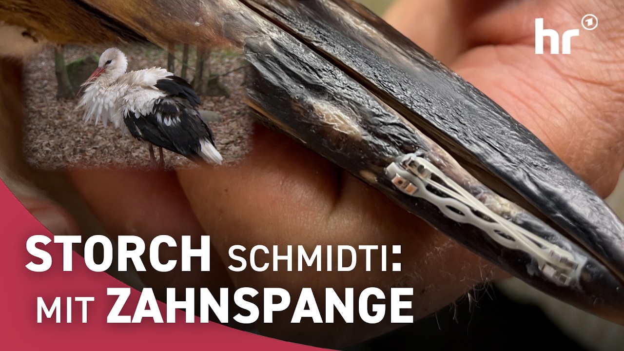 Gebrochen gestartet, stark gelandet: Die Geschichte von Storch Schmidti