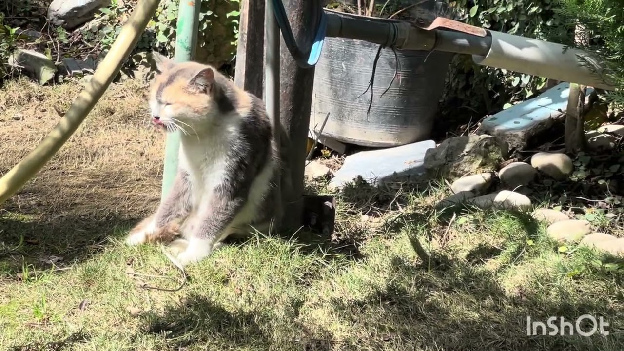 A bright sunny day after rain .#viral #cat #beautiful #lifeisbutadream #birds #cute #beauty 