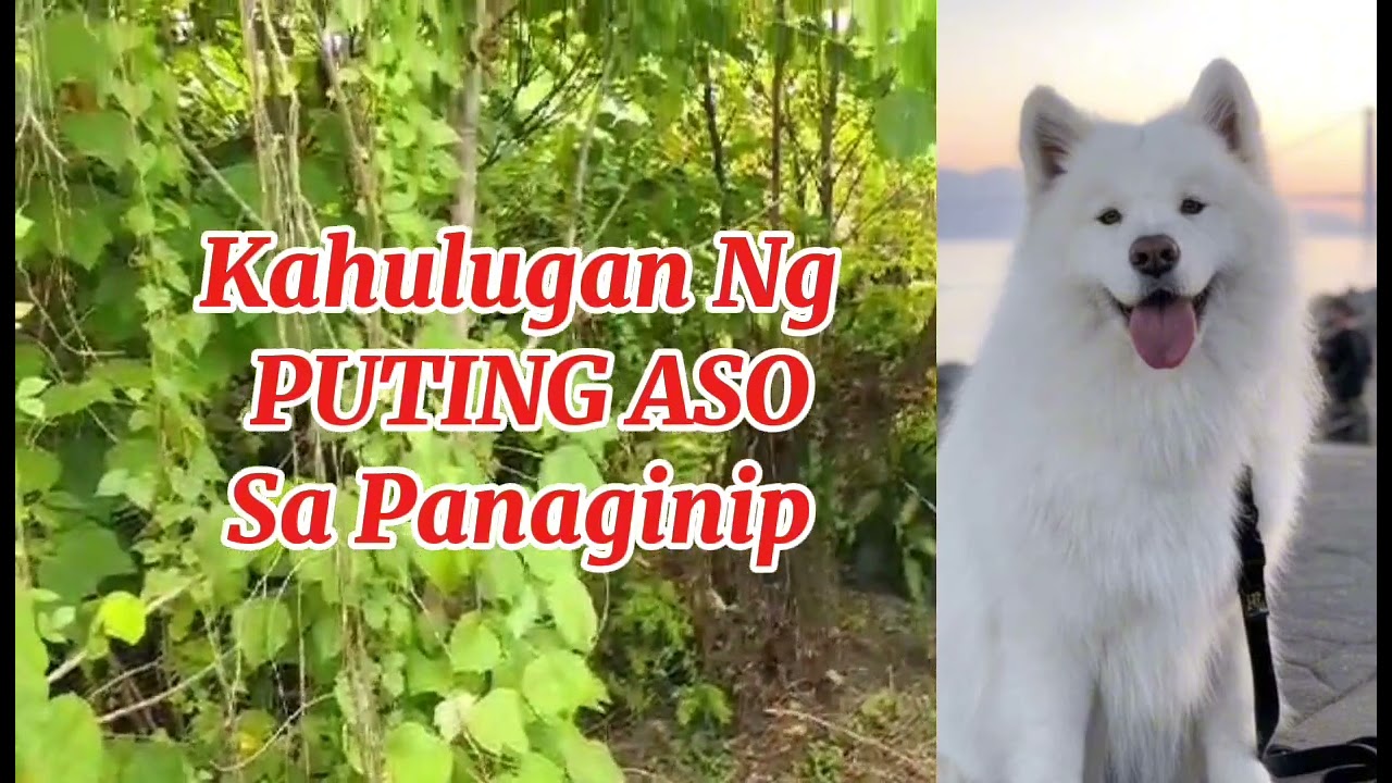KAHULUGAN NG PUTING ASO SA PANAGINIP