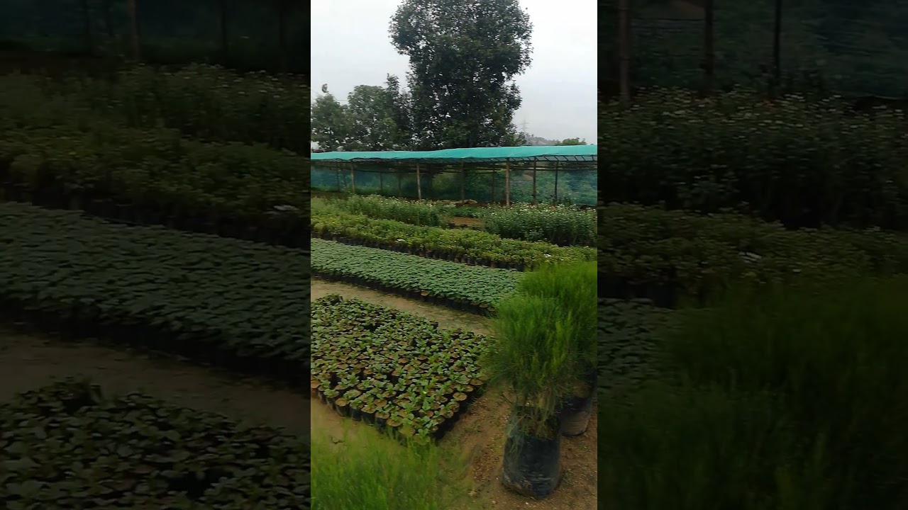 nursery at Ranchi Jharkhand #green #flowers #ranchi #plant #flora