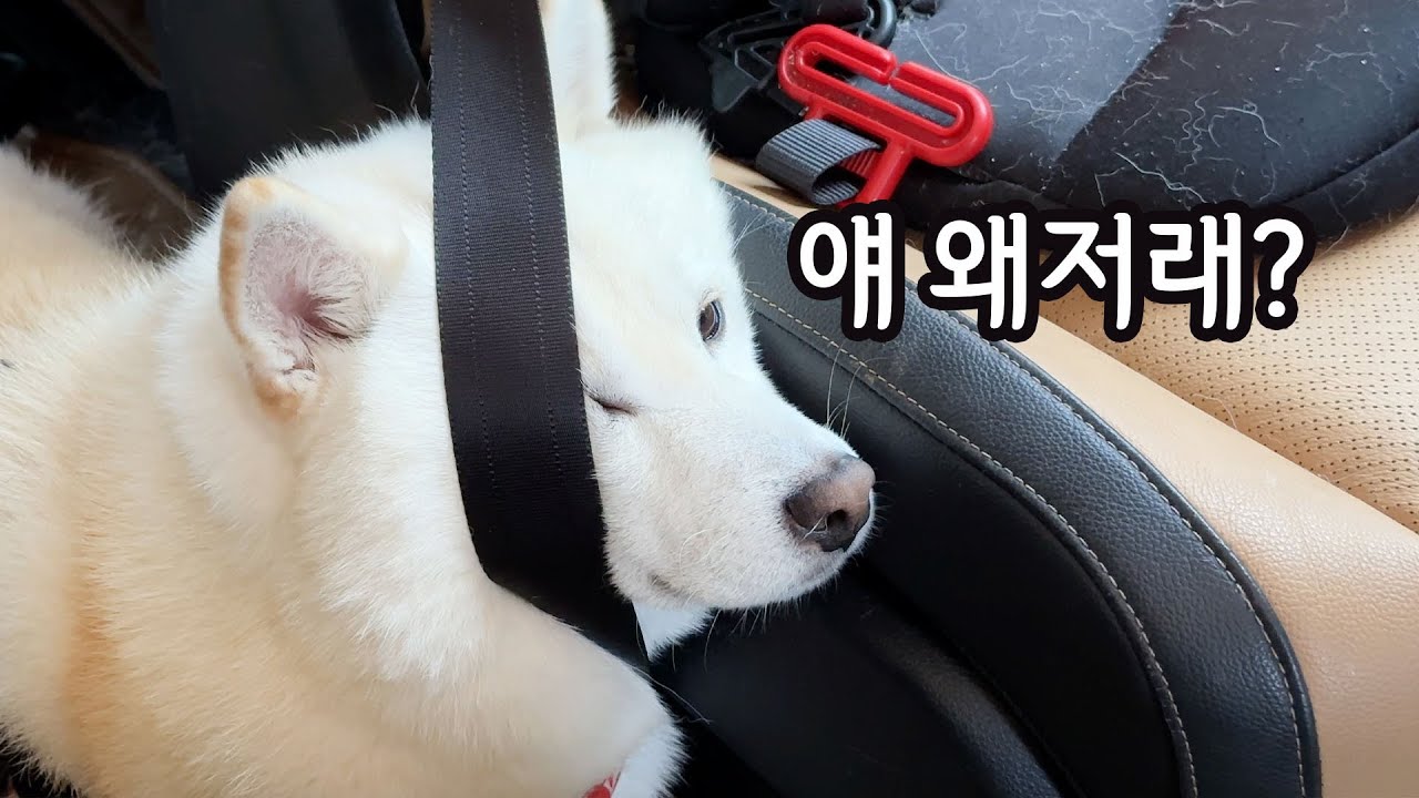 하루종일 바쁜 흰뚱또 시바견 여우의 삶...ㅋㅋㅋㅋ