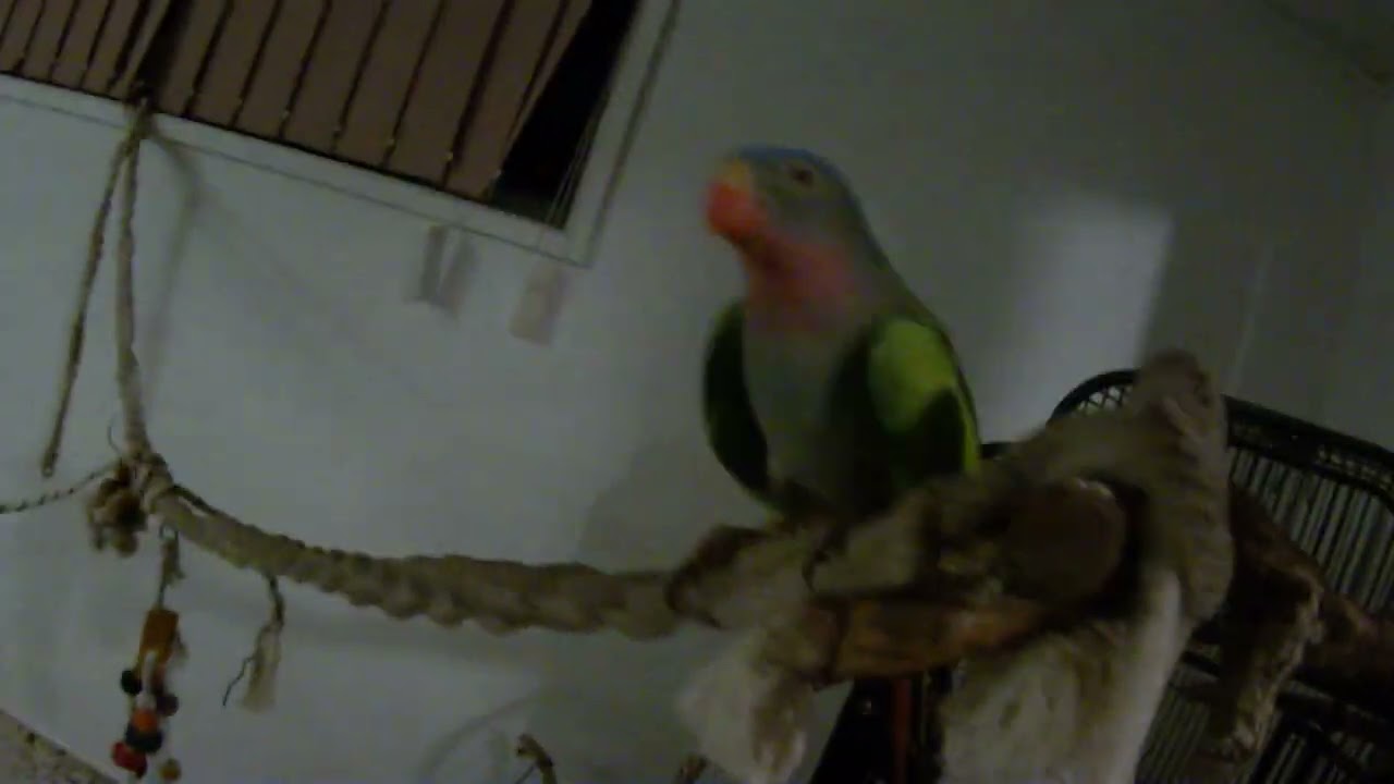 A very jealous princess parrot.