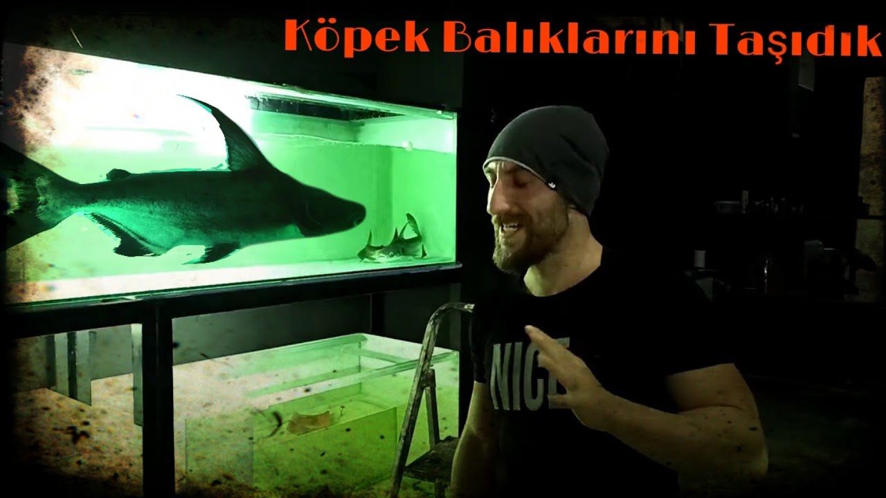 Köpek Balıklarını Taşıdık #köpekbalığı #monsterfish #akvaryum #aquarium #etçil #chalenger