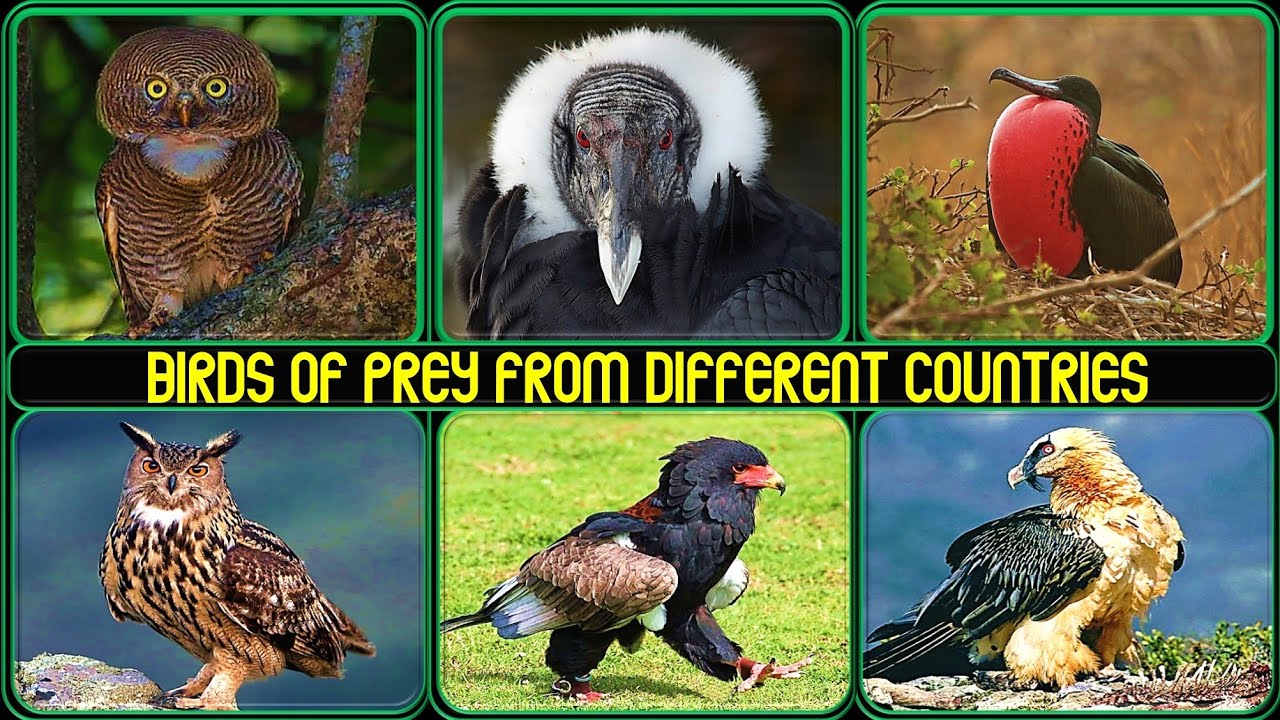 Top Most Powerful Birds of Prey From Around the World 🦅🌍 | Strongest & Deadliest Raptors!
