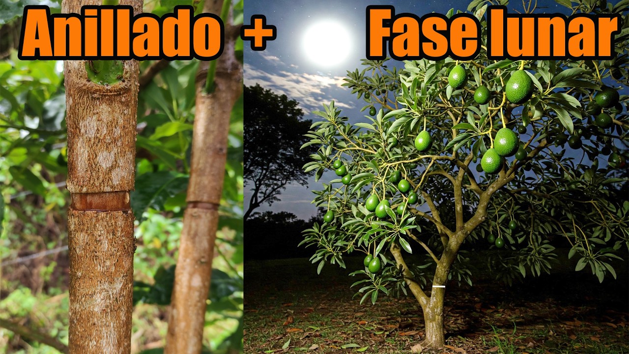 Descubre c&oacute;mo el anillado y las fases lunares son la combinaci&oacute;n perfecta para tu &aacute;rbol de aguacate