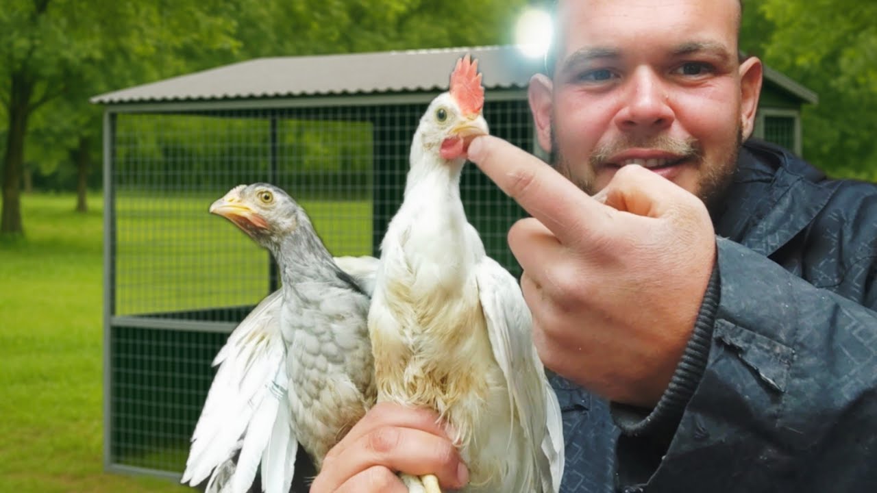 Nuevas Gallinas en el Gallinero y Noticias que No Me Gustan Contar