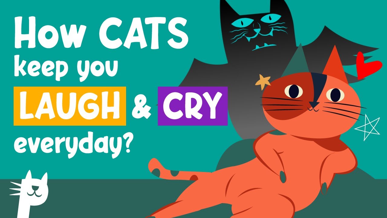 5 naughty cats behaviors that keep owners laugh and cry
