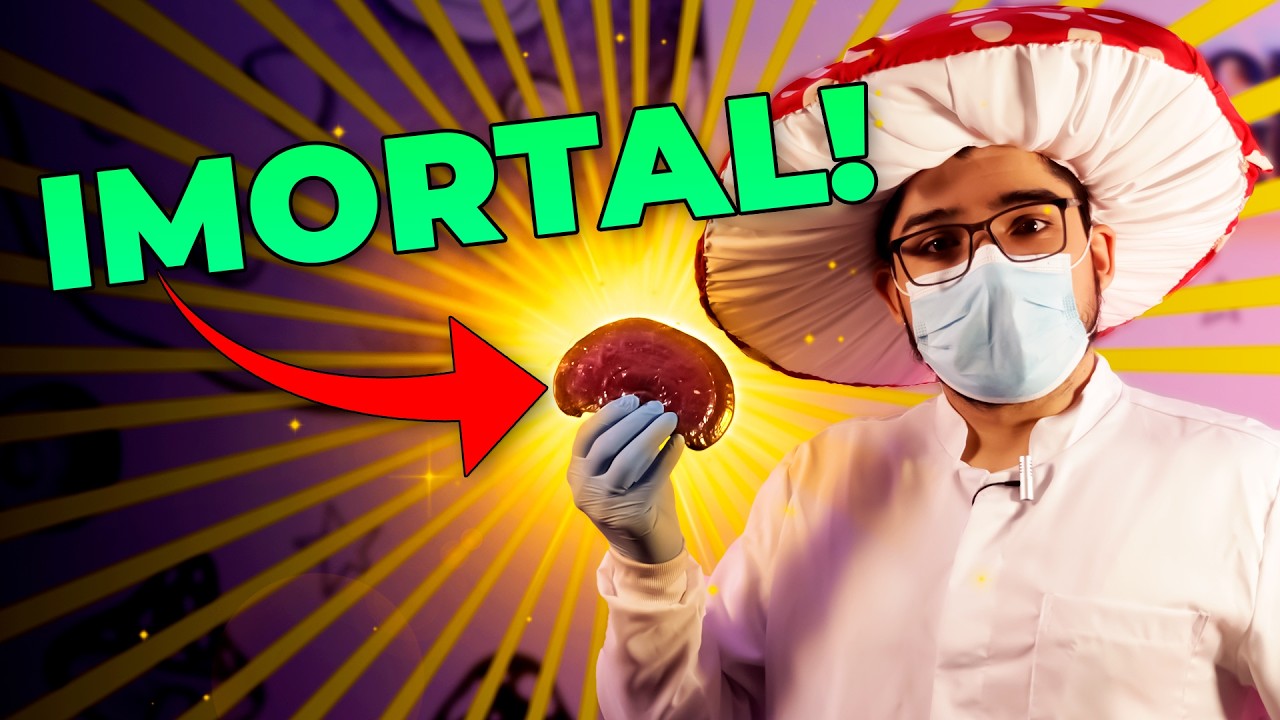 Tudo sobre o Reishi: O Cogumelo da Imortalidade!