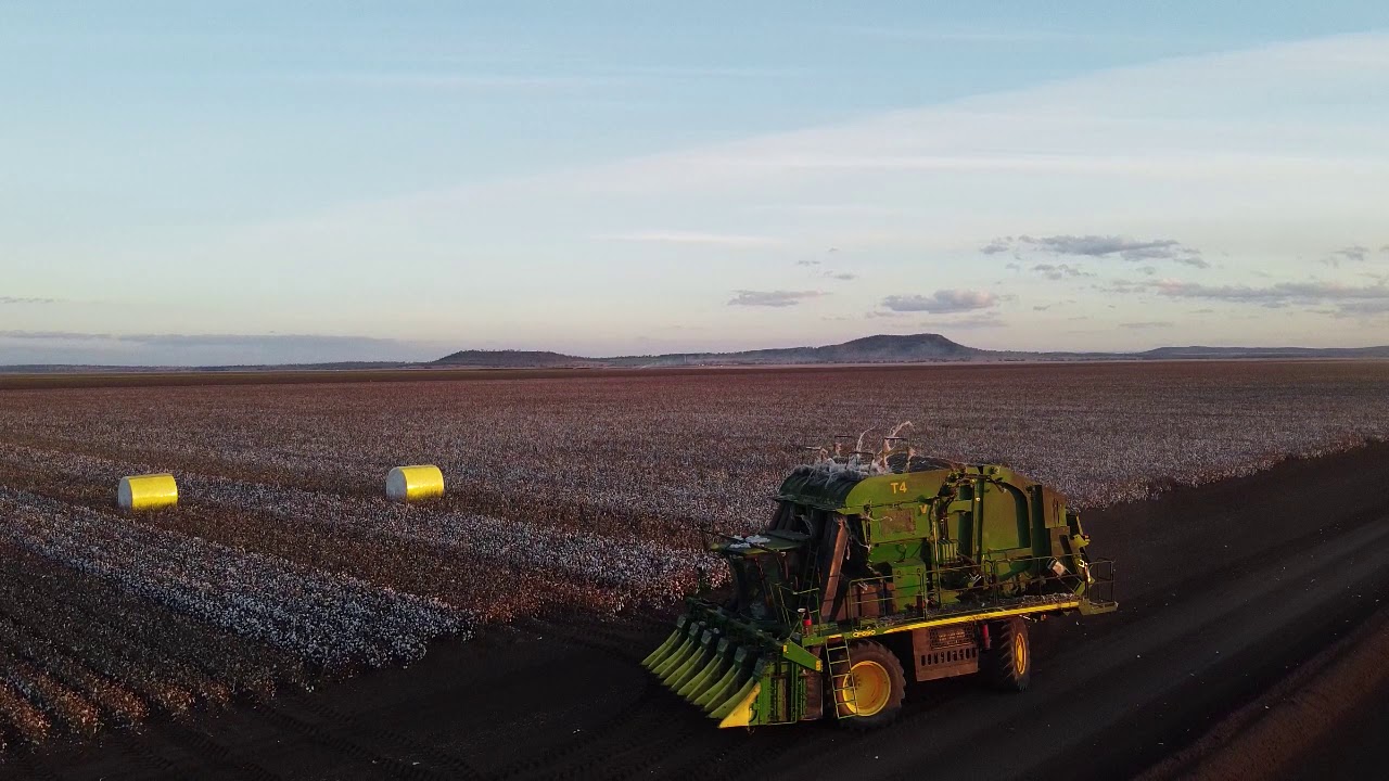 Cotton Picking, Breeza Plain, Gunnedah NSW