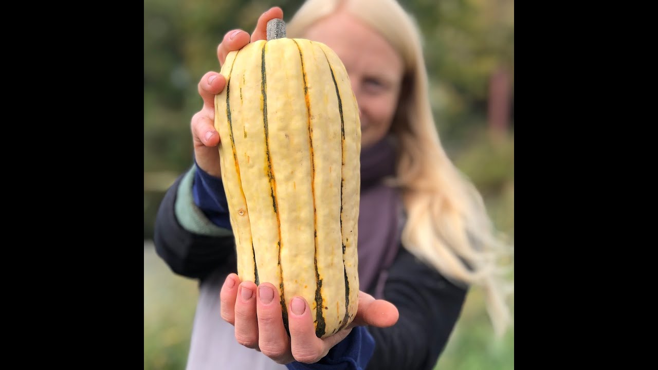 The Delectable Delicata Squash